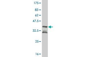 Western Blot detection against Immunogen (35. (MAPKAP Kinase 2 antibody  (AA 266-352))