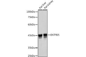 Western blot analysis of extracts of various cell lines, using ENTPD5 Rabbit mAb (ABIN7266895) at 1:3000 dilution. (ENTPD5 antibody)