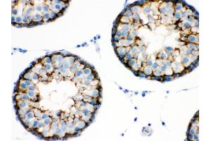 Anti- BAG2 Picoband antibody,IHC(P) IHC(P): Rat Testis Tissue (BAG2 antibody  (AA 1-211))