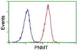 Image no. 2 for anti-Phenylethanolamine N-Methyltransferase (PNMT) antibody (ABIN1500311) (PNMT antibody)