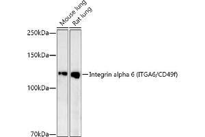 Western blot analysis of extracts of various cell lines, using Integrin alpha 6 (ITG/CD49f) antibody (ABIN7267938) at 1:1000 dilution. (ITGA6 antibody)