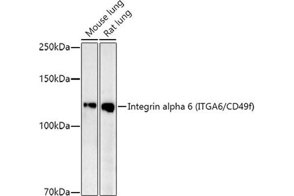 ITGA6 抗体