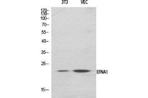 Western Blot (WB) analysis of specific cells using Ephrin-A1 Polyclonal Antibody. (Ephrin A1 antibody  (Internal Region))