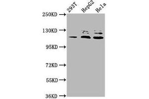 MLK4 antibody  (AA 640-794)