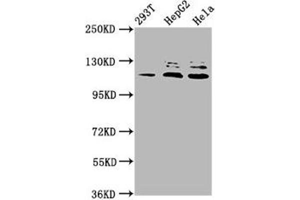 MLK4 anticorps  (AA 640-794)