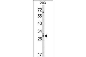 CDC42EP3 Antikörper  (N-Term)