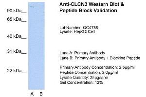 Host:  Rabbit  Target Name:  CLCN3  Sample Type:  HepG2  Lane A:  Primary Antibody  Lane B:  Primary Antibody + Blocking Peptide  Primary Antibody Concentration:  2.
