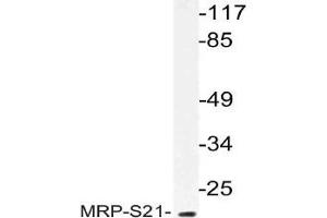 Western blot analysis of MRP-S21 Antibody in extracts from COS cells.