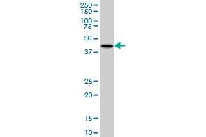 MKNK2 monoclonal antibody (M07), clone 2A10 Western Blot analysis of MKNK2 expression in K-562 .