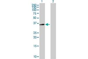 Western Blot analysis of C18orf1 expression in transfected 293T cell line by C18orf1 MaxPab polyclonal antibody. (C18orf1 antibody  (AA 1-306))