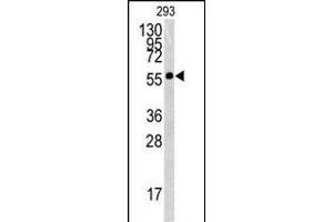 Western blot analysis of BTBD1 antibody (Center) (ABIN391491 and ABIN2841458) in 293 cell line lysates (35 μg/lane). (BTBD1 antibody  (AA 295-322))