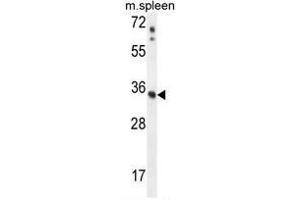 ASB17 Antibody (C-term) western blot analysis in mouse spleen tissue lysates (35µg/lane).