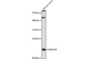 Western blot analysis of extracts of Mouse testis, using RNF185 Rabbit pAb (ABIN7270068) at 1:1000 dilution. (RNF185 antibody  (AA 1-130))