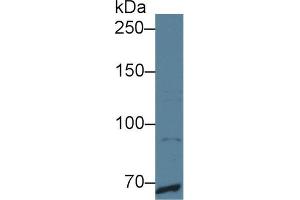 Western Blot; Sample: Human HepG2 cell lysate; Primary Ab: 4µg/ml Rabbit Anti-Human MERTK Antibody Second Ab: 0.