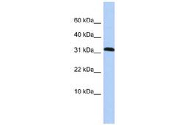 PPP1R27 Antikörper  (AA 36-85)