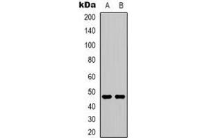Western blot analysis of 5-HT2C expression in SHSY5Y (A), NIH3T3 (B) whole cell lysates. (HTR2C antibody)