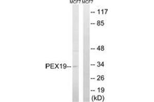 Western blot analysis of extracts from MCF-7 cells, using PEX19 Antibody. (PEX19 antibody  (AA 219-268))