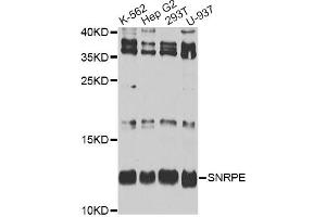 Western blot analysis of extracts of various cell lines, using SNRPE antibody. (SNRPE antibody)