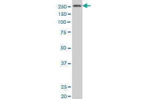 N4BP2 antibody  (AA 1671-1770)
