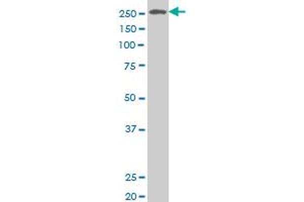 N4BP2 antibody  (AA 1671-1770)