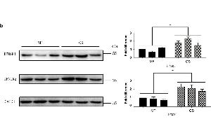 Expression of IFNGRs in cow mammary glands. (RTN4RL2 antibody  (AA 241-337))
