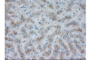 Immunohistochemical staining of paraffin-embedded pancreas tissue using anti-TRPM4mouse monoclonal antibody.