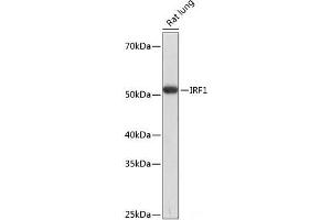 Western blot analysis of extracts of Rat lung using IRF1 Polyclonal Antibody at dilution of 1:1000.