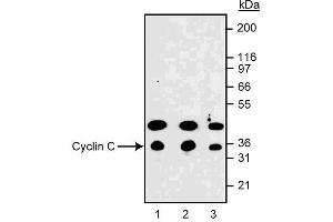 Western blot analysis of cyclin C in NIH 3T3 mouse fibroblasts. (Cyclin C antibody  (AA 290-303))