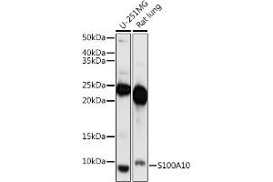Western blot analysis of extracts of various cell lines, using S100 antibody (ABIN7270123) at 1:1000 dilution. (S100A10 antibody  (AA 1-97))
