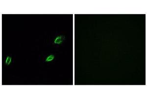 Immunofluorescence (IF) image for anti-Olfactomedin-Like 2A (OLFML2A) (Internal Region) antibody (ABIN1853161) (OLFML2A antibody  (Internal Region))