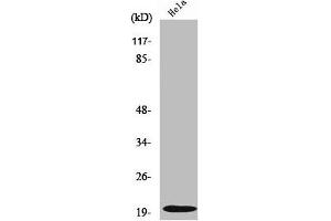 Western Blot analysis of HeLa cells using Cleaved-Caspase-5 p20 (D121) Polyclonal Antibody (CASP5 antibody  (Cleaved-Asp121))