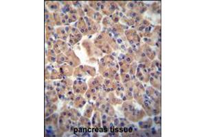 ATPBD3 antibody immunohistochemistry analysis in formalin fixed and paraffin embedded human pancreas tissue followed by peroxidase conjugation of the secondary antibody and DAB staining. (ATPBD3 antibody  (AA 208-236))