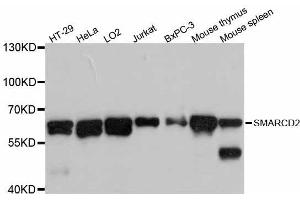 Western blot analysis of extracts of various cell lines, using SMARCD2 antibody (ABIN5998894) at 1:3000 dilution. (SMARCD2 antibody)