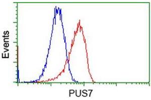 Flow Cytometry (FACS) image for anti-Pseudouridylate Synthase 7 Homolog (PUS7) antibody (ABIN1500515) (PUS7 antibody)