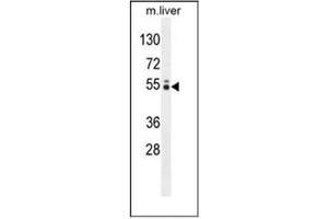 Western blot analysis of GLCCI1 Antibody (N-term) in mouse liver tissue lysates (35ug/lane).