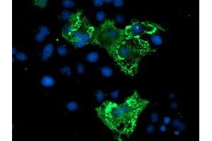 Anti-ZBED1 mouse monoclonal antibody (ABIN2455921) immunofluorescent staining of COS7 cells transiently transfected by pCMV6-ENTRY ZBED1 (RC202011). (ZBED1 antibody)