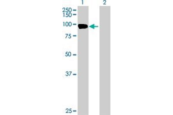 EVI5L antibody  (AA 1-794)