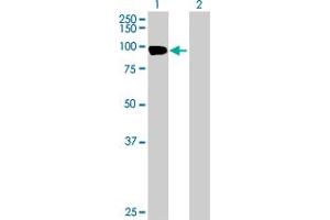 Western Blot analysis of EVI5L expression in transfected 293T cell line by EVI5L MaxPab polyclonal antibody. (EVI5L antibody  (AA 1-794))