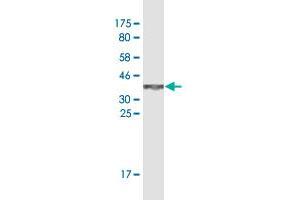 Western Blot detection against Immunogen (37. (SP1 antibody  (AA 89-198))