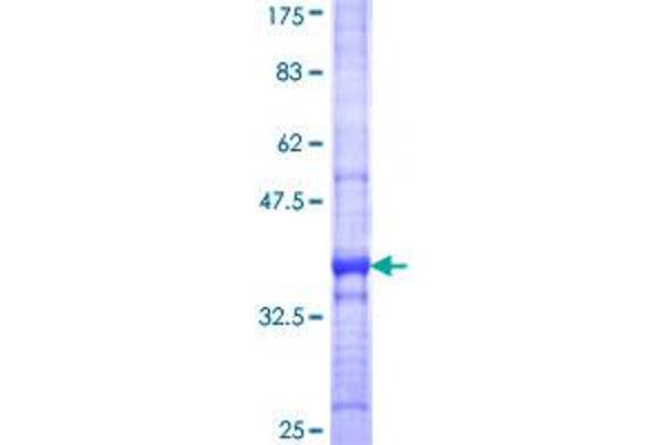 MOXD1 Protein (AA 21-120) (GST tag)