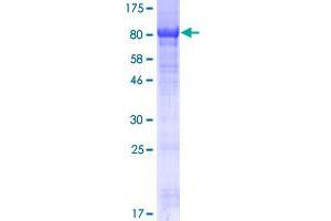 Phosphatidylinositol 4-Kinase, Catalytic, alpha Pseudogene 2 (PI4KAP2) (AA 1-592) protein (GST tag)