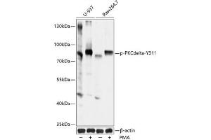 Western blot analysis of extracts of U937 and Raw264. (PKC delta antibody  (pTyr311))