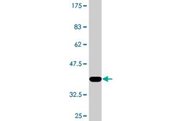 RAD23B antibody  (AA 311-409)