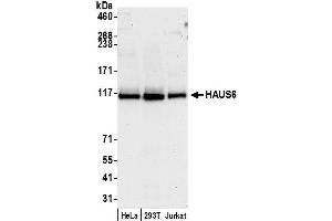 anti-HAUS Augmin-Like Complex, Subunit 6 (HAUS6) (AA 905-955) antibody