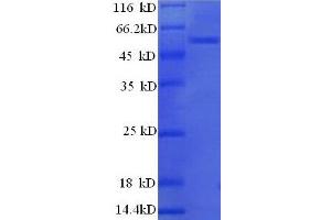 HCLS1 Associated Protein X-1 (HAX1) (AA 2-250), (partial) protein (GST tag) (HAX1 Protein (AA 2-250, partial) (GST tag))