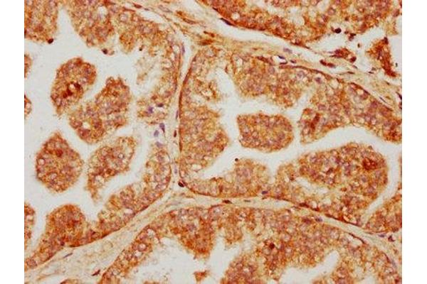 FAR1 antibody  (AA 182-343)