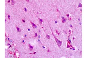 Anti-HTR1F / 5-HT1F antibody IHC of human brain, cortex, neurons. (HTR1F antibody  (C-Term))
