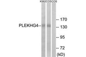 Western Blotting (WB) image for anti-Pleckstrin Homology Domain Containing, Family G (With RhoGef Domain) Member 4 (PLEKHG4) (AA 654-703) antibody (ABIN2890552) (PLEKHG4 antibody  (AA 654-703))
