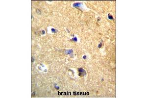 CDH22 Antibody (Center) (ABIN657168 and ABIN2846301) immunohistochemistry analysis in formalin fixed and paraffin embedded human brain tissue followed by peroxidase conjugation of the secondary antibody and DAB staining. (CDH22 antibody  (AA 411-440))