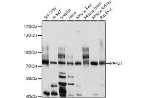 Western blot analysis of extracts of various cell lines, using P antibody (ABIN6130631, ABIN6145213, ABIN6145214 and ABIN6214119) at 1:1000 dilution. (PAP Associated Domain Containing 7 (PAPD7) (AA 303-542) antibody)